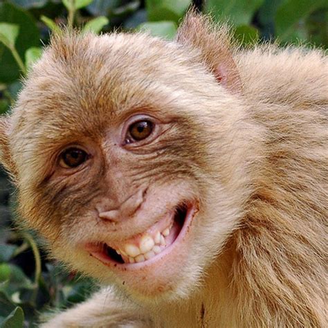 cute monkey smiling|funny picture of a monkey.